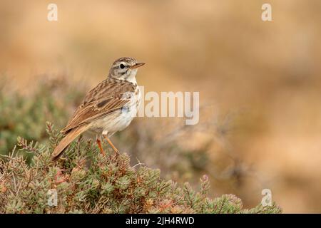 Kanarischen Pitpit, Berthelot's Pipit (Anthus berthelotii), auf einem Strauch, Seitenansicht, Kanarische Inseln, Fuerteventura Stockfoto