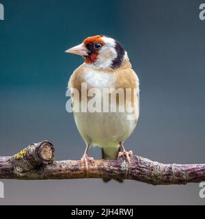 Eurasischer Goldfink (Carduelis carduelis), auf einem Ast, Deutschland, Baden-Württemberg Stockfoto