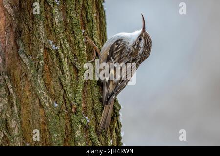 Auf einem Baumstamm thronende Waldkröte (Certhia brachydactyla), Deutschland, Baden-Württemberg Stockfoto