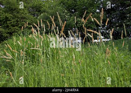 Meadow Foxtail Grass (Alopecurus Pratensis), blühen in einer Wiese, Deutschland Stockfoto