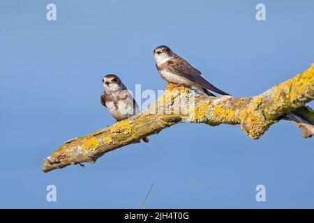 Sand martin (Riparia riparia), zwei sandmarinen, die auf einem verlichteten Ast zusammenhalten, Deutschland Stockfoto