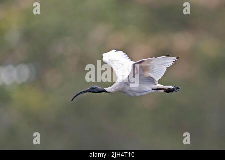 Australischer weißer Ibis (Threskiornis molucca, Threskiornis moluccus), im Flug, Australien, Queensland Stockfoto