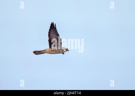 Eleonoras Falke (Falco eleonorae), Jungtier der blasse Morph im Flug, Spanien, Balearen, Mallorca, Dargonera Stockfoto