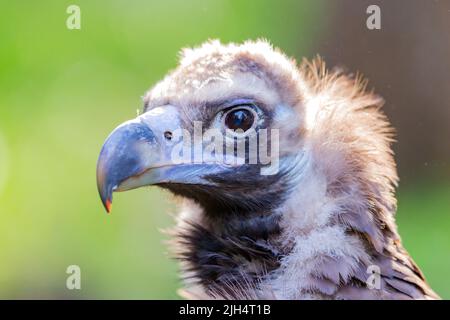 Geier (Aegypius monachus), Porträt, Seitenansicht, Spanien, Balearen, Mallorca Stockfoto