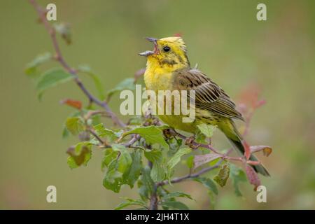 yellowhammer (Emberiza citrinella), Rüde auf einem Ättel sitzend, Deutschland, Baden-Württemberg Stockfoto