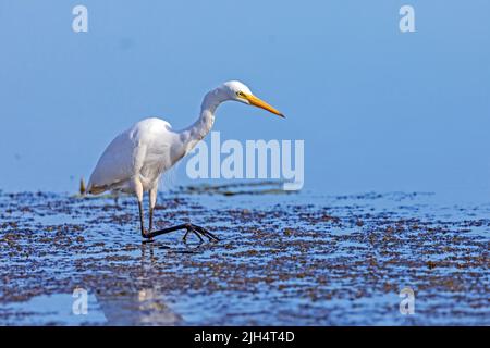 Mittelgroßer Egret, Edianischer Eileier, kleiner Eileier, Gelbschnabeleier (Ardea intermedia), Futtersuche in flachem Wasser, Australien, Northern Territory, Stockfoto