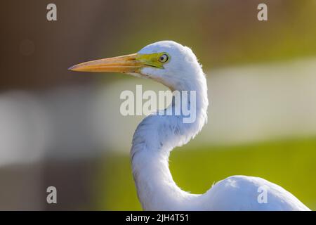 Intermediate Egret, Edian Ereret, Small Ereret, Yellow-Billed Eret (Ardea Intermedia), Portrait, Australia, Northern Territory, Fogg Dam Stockfoto