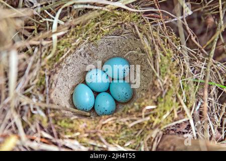 Singdrossel (Turdus philomelos), Gelege im Nest, Deutschland, Schleswig-Holstein Stockfoto