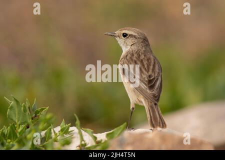 Kanarischen Pitpit, Berthelot's Pipit (Anthus berthelotii), auf einem Stein, Kanarische Inseln, Fuerteventura Stockfoto