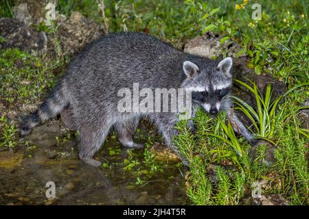 Gemeiner Waschbär (Procyon lotor), in einem Teich stehend, Deutschland, Baden-Württemberg Stockfoto