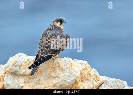 Eleonora-Falke (Falco eleonorae), jugendlich auf einem Felsen, Spanien, Balearen, Mallorca, Sa Dargonera Stockfoto