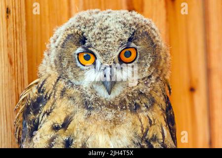 nordseeeule (Bubo bubo), Portrait, Vorderansicht, Deutschland Stockfoto