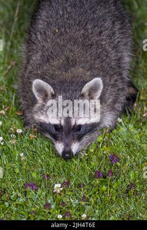 Gemeiner Waschbär (Procyon lotor), auf einer Wiese, Vorderansicht, Deutschland, Baden-Württemberg Stockfoto