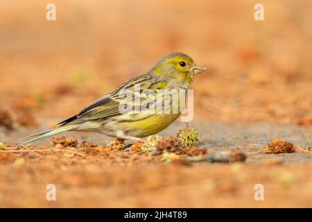 Kanarische Inseln, Kanarische Inseln (Serinus canaria), auf dem Boden thront, Kanarische Inseln, Fuerteventura Stockfoto