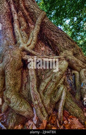 Englischer Efeu, gewöhnlicher Efeu (Hedera Helix), wächst um einen Baumstamm, HDR, Deutschland, Nordrhein-Westfalen, Sauerland Stockfoto