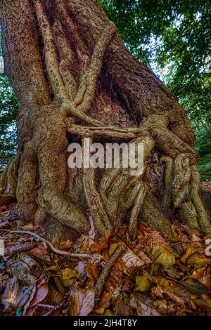 Englischer Efeu, gewöhnlicher Efeu (Hedera Helix), wächst um einen Baumstamm, Deutschland, Nordrhein-Westfalen, Sauerland Stockfoto