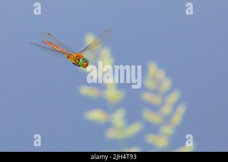 Norfolk aeshna, Norfolk Hawker (Aeshna-Isozeles), im Flug, Deutschland, Hessen Stockfoto