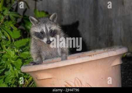 Gewöhnlicher Waschbär (Procyon lotor), Jungtier am Blumentopf, halblanges Porträt, Deutschland, Baden-Württemberg Stockfoto