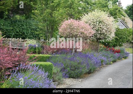 Der Vorgarten eines Hauses im Dorf Upper Slaughter in Gloucestershire zeigt unter anderem Lavendel und Jasmin in Blüte Stockfoto