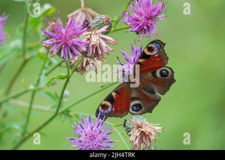 Bunte Pfau Schmetterling auf der Klette Blumen. Typisches europäisches Sommerinsekt Stockfoto