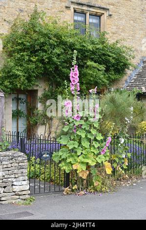 Im Garten eines Hauses im Dorf Lower Slaughter in Gloucestershire blühende Hollyhocks Stockfoto