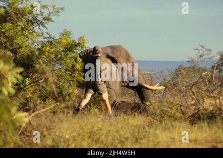 Die SA-Nationalparks führen im Krüger-Nationalpark regelmäßige Tests auf das Vorhandensein des menschlichen Tuberkolosenstamms bei Elefanten durch Stockfoto