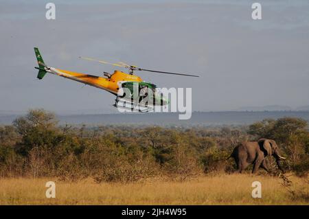 Die SA-Nationalparks führen im Krüger-Nationalpark regelmäßige Tests auf das Vorhandensein des menschlichen Tuberkolosenstamms bei Elefanten durch Stockfoto