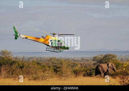 Die SA-Nationalparks führen im Krüger-Nationalpark regelmäßige Tests auf das Vorhandensein des menschlichen Tuberkolosenstamms bei Elefanten durch Stockfoto