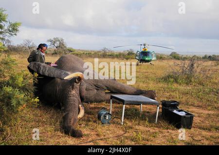 Die SA-Nationalparks führen im Krüger-Nationalpark regelmäßige Tests auf das Vorhandensein des menschlichen Tuberkolosenstamms bei Elefanten durch Stockfoto