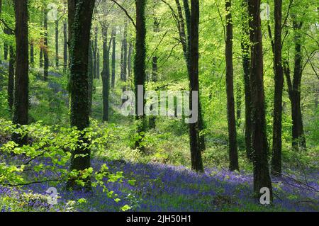 Ermington Wood im Frühjahr in der Nähe von Modbury, South Hams, Devon, Großbritannien Stockfoto