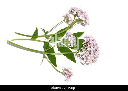 Gemeine Baldrian-Heilpflanze valeriana sambucifolia rosa Blüten isoliert auf weißem Hintergrund Stockfoto