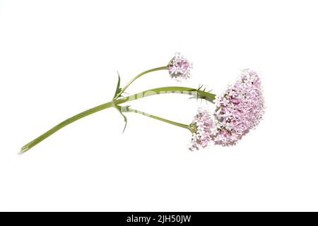 Gemeine Baldrian-Heilpflanze valeriana sambucifolia rosa Blüten isoliert auf weißem Hintergrund Stockfoto