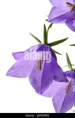 Wald lila Bluebells isoliert auf weißem Hintergrund Stockfoto