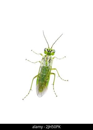 Rhogogaster punctulata grüne Sägeblattfliege auf weißem Hintergrund Stockfoto