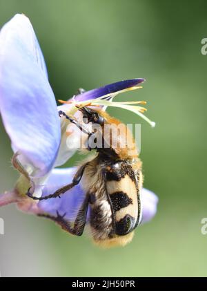 Der Bienenkäfer Trichius fasciatus frisst Pollen in einer blauen Blume Stockfoto