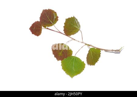 Neue junge rote und grüne Blätter auf gemeinem Espenbaum Populus tremula im Frühjahr isoliert auf weißem Hintergrund Stockfoto