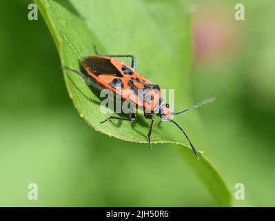 Der Zimtwanze Corizus hyoscyami sitzt auf einem grünen Blatt Stockfoto