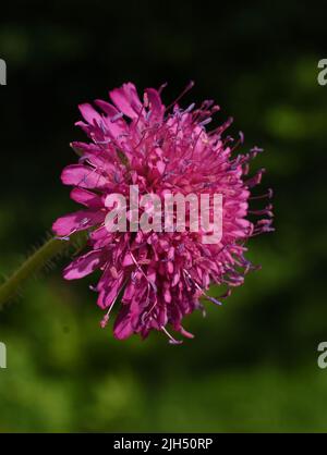 Die mazedonische scheußliche Knautia macedonica-Karmesinblüte aus der Nähe Stockfoto