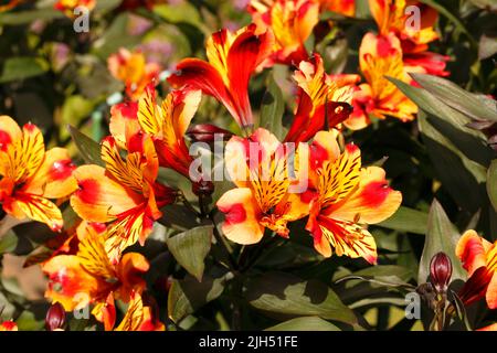 Alstroemeria Sorte 'Indian Summer'. Lilie der Inkas oder peruanische Lilie. Stockfoto