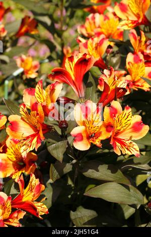 Alstroemeria Sorte 'Indian Summer'. Lilie der Inkas oder peruanische Lilie. Stockfoto