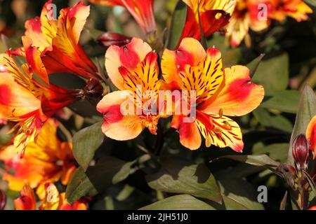 Alstroemeria Sorte 'Indian Summer'. Lilie der Inkas oder peruanische Lilie. Stockfoto