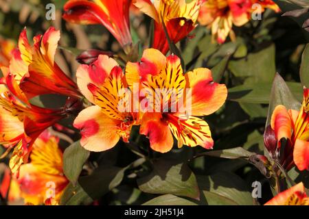 Alstroemeria Sorte 'Indian Summer'. Lilie der Inkas oder peruanische Lilie. Stockfoto