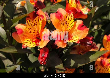 Alstroemeria Sorte 'Indian Summer'. Lilie der Inkas oder peruanische Lilie. Stockfoto