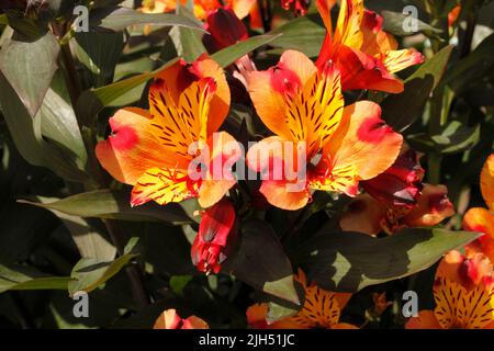 Alstroemeria Sorte 'Indian Summer'. Lilie der Inkas oder peruanische Lilie. Stockfoto