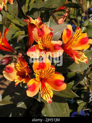 Alstroemeria Sorte 'Indian Summer'. Lilie der Inkas oder peruanische Lilie. Stockfoto