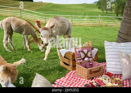 Picknick Mit Alpakas Ist Bereit Auf Der Weide. Bauma, Zürich Oberland, Schweiz Stockfoto