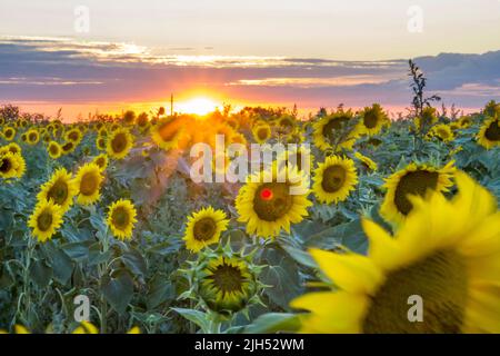 Sonnenblumen auf dem Hintergrund des Sonnenuntergangs. Stockfoto