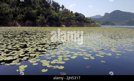 Der Skadar-See ist der größte See auf der Balkanhalbinsel und liegt an der Grenze zwischen Albanien und Montenegro. Stockfoto