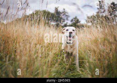 Porträt von niedlichen Hund in hohem Gras. Der alte labrador Retriever, der auf dem Medow läuft. Stockfoto