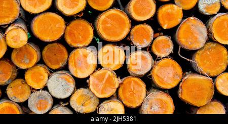 Gefällte Bäume Trunks, Hayedo de Otzarreta, Otzarreta Buchenwald, Gorbeia Naturpark, Bizkaia, Baskenland, Spanien, Europa Stockfoto